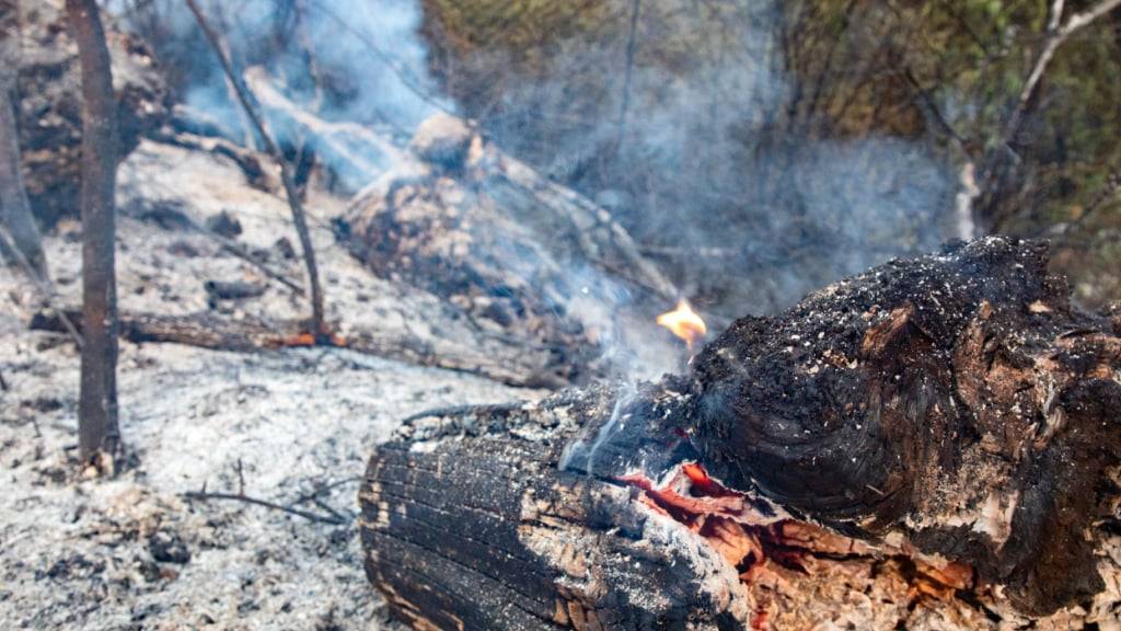 Rauch kommt aus einem Waldstück. Foto: Rafael Bastante/EUROPA PRESS/dpa