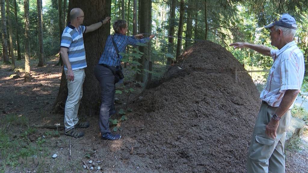 Gigantischer Ameisenhaufen im Berner Oberland entdeckt