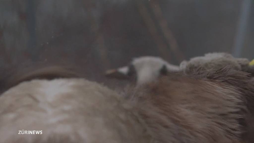 Naturschützer stoppen Wolf-Abschuss