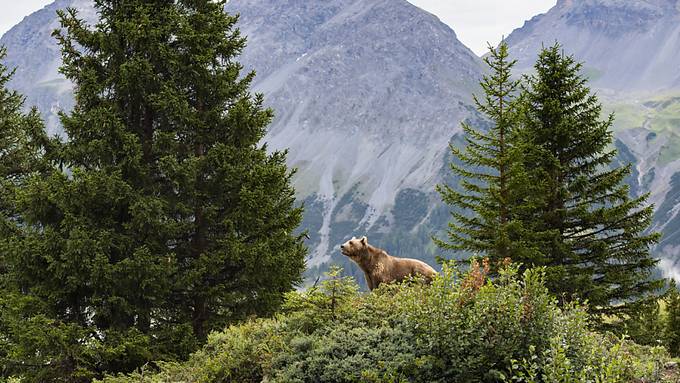 Gäste begreifen Sinn hinter dem Arosa Bärenland nicht