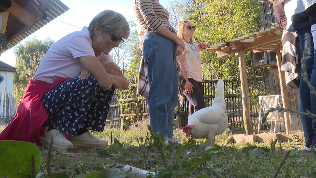 Haustier Huhn 
