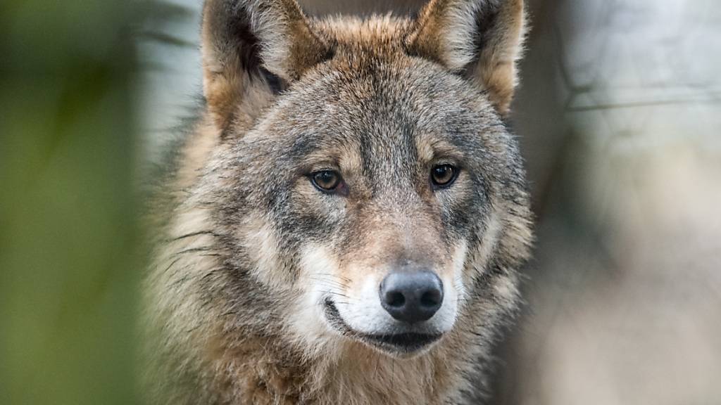 Seinen Artgenossen soll es ab Dezember präventiv an den Kragen gehen: Wolf in einem Gehege in Deutschland. (Archivbild)