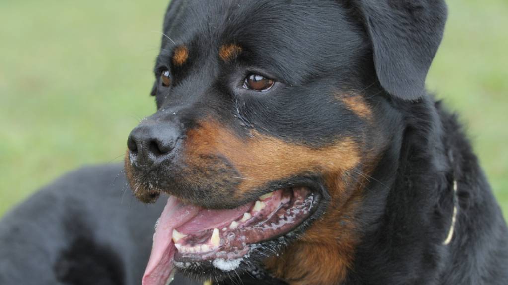 Im Kanton St. Gallen soll es keine Auflagen für die Halterinnen und Halter von potenziell gefährlichen Hunderassen wie etwa Rottweiler geben. (Archivbild)