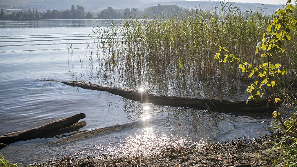 Das Ufergebiet des Hallwilersees zwischen Beinwil am See und Mosen. (Archivaufnahme)