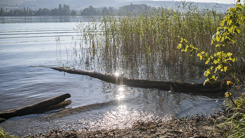 Das Ufergebiet des Hallwilersees zwischen Beinwil am See und Mosen. (Archivaufnahme)
