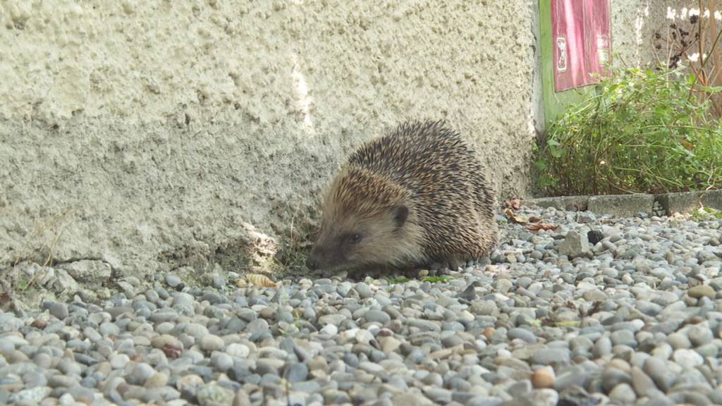 40 Prozent weniger Igel: Der Kanton Thurgau auf der Suche nach neuen Lebensräumen