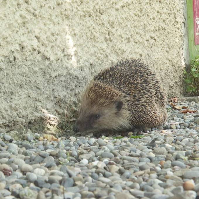 Der Kanton Thurgau auf der Suche nach neuen Lebensräumen für den Igel