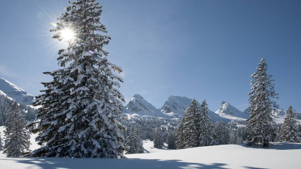 Ein Traumtag auf der Alp Sellamat. (Bild: Heinz Staffelbach/NZZ Bellevue)