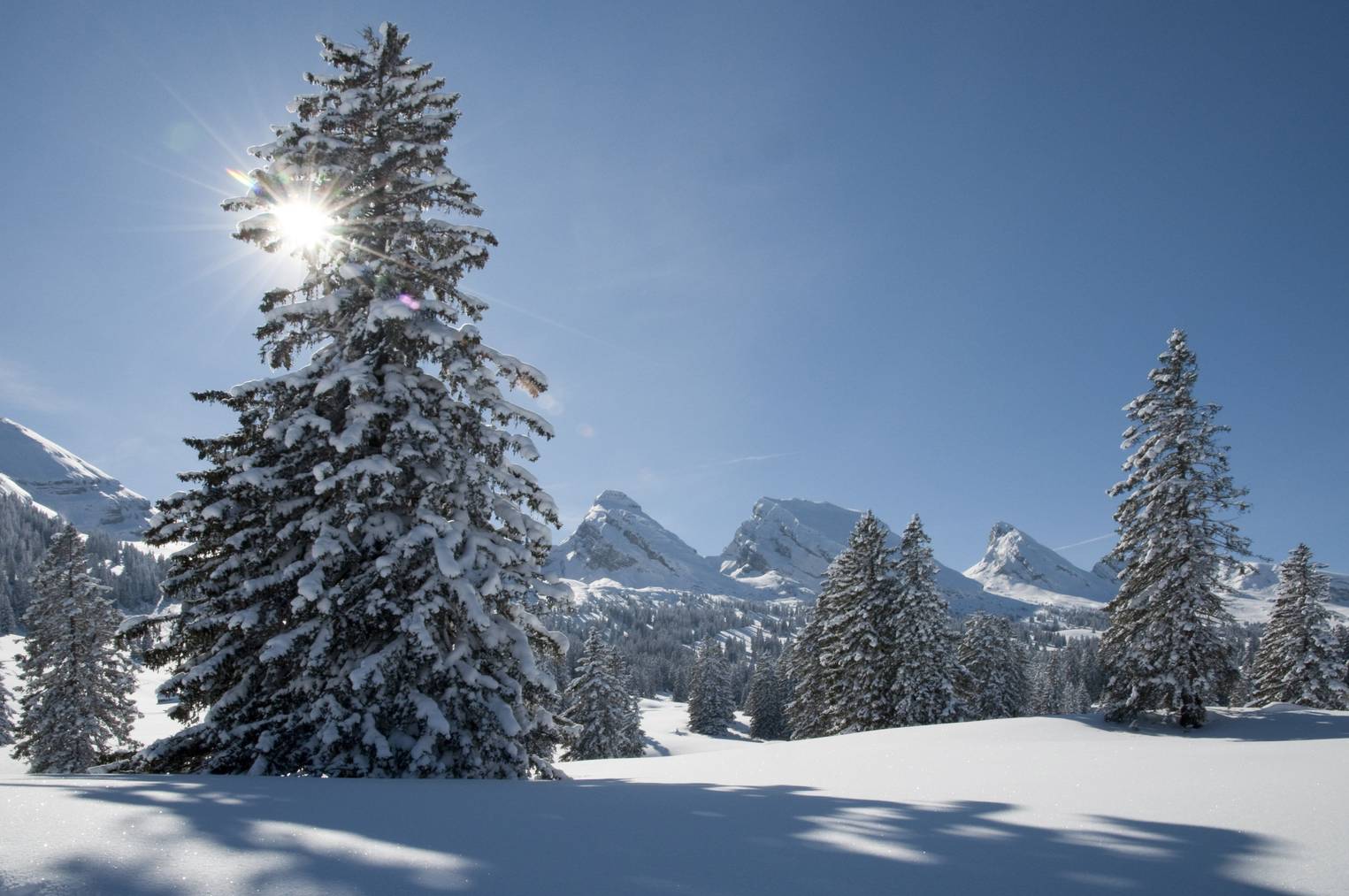 Ein Traumtag auf der Alp Sellamat. (Bild: Heinz Staffelbach/NZZ Bellevue)