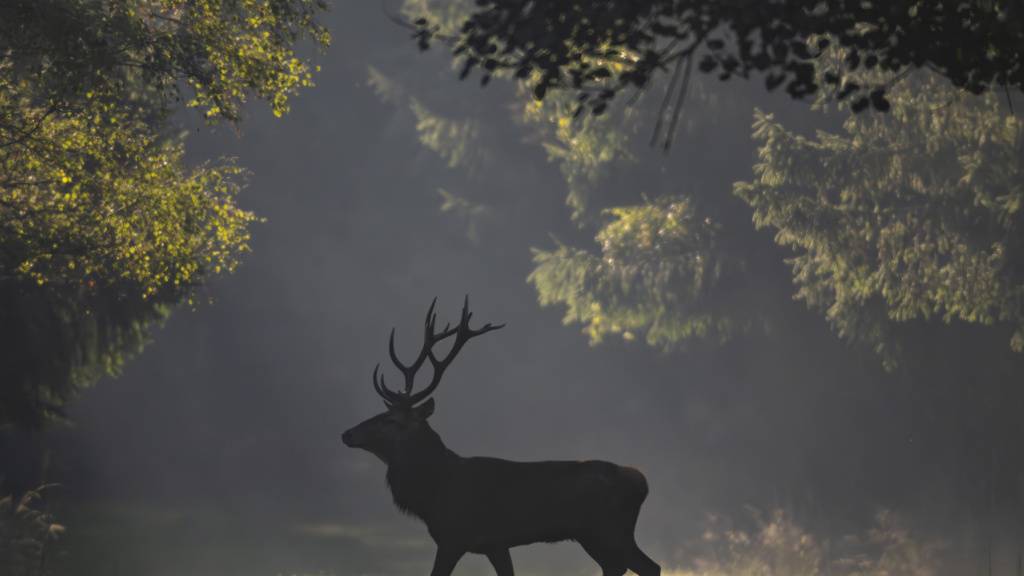 Schweizer Jäger fliegt Hirsch aus Italien aus und bekommt Busse
