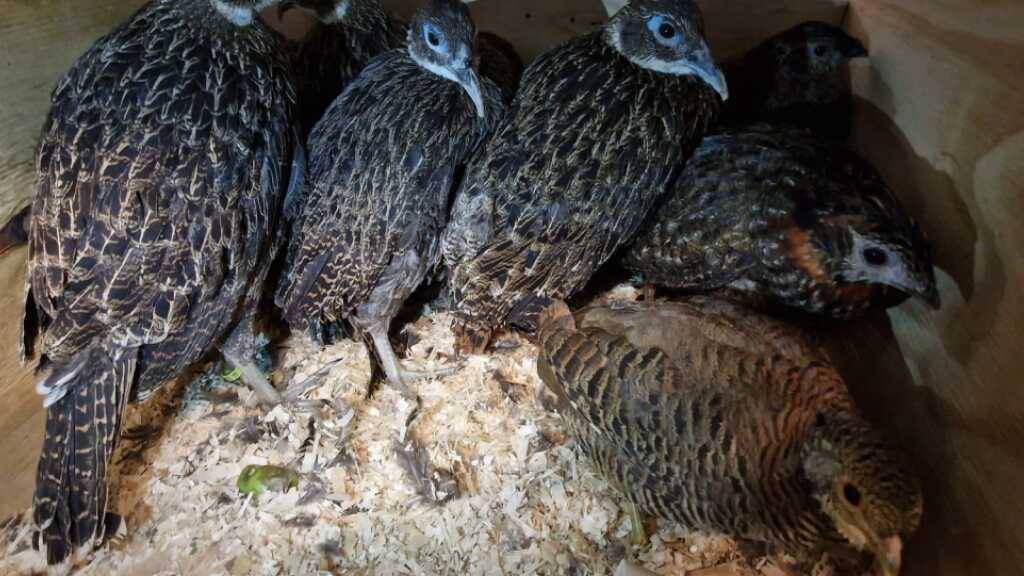 Ein Teil der vom Zoll bei einer Kontrolle in einem Personenwagen entdeckten Fasane in ihrem Käfig.