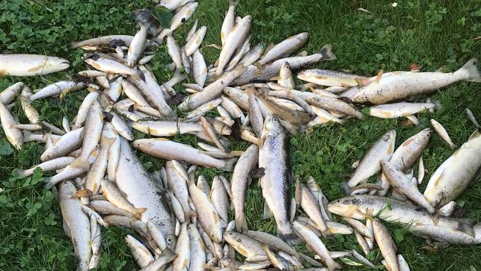 Fischsterben: Lötschberg-Deponie unter Verdacht