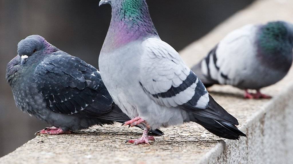 Eine ungewöhnliche Idee: Tauben sollen in London künftig Luftschadstoffe messen. (Archiv)