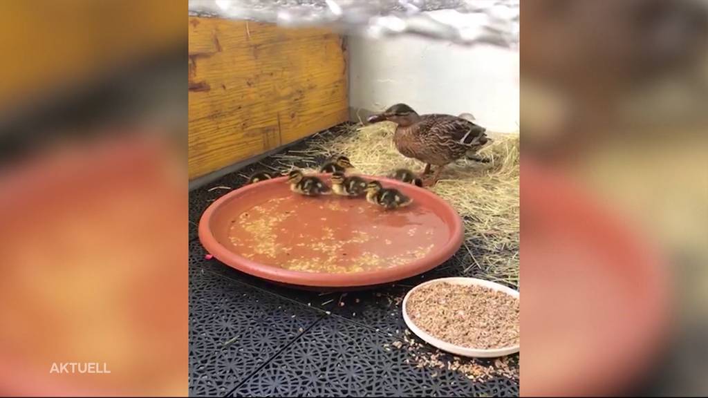 Birrer hält Entenfamilie auf Balkon gefangen