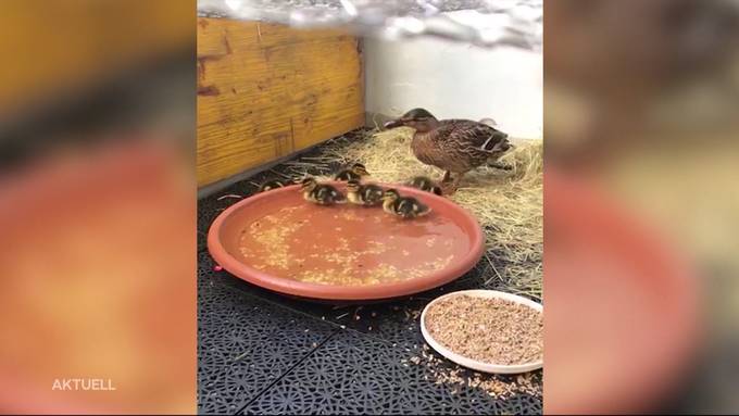 Birrer hält Entenfamilie auf Balkon gefangen