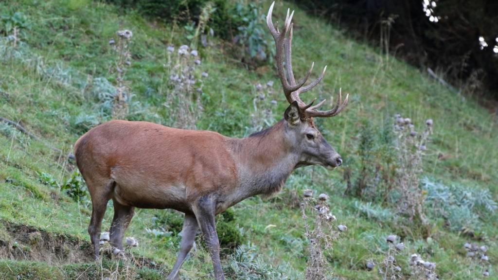 Bündner Grünröcke sollen dieses Jahr 5278 Hirsche schiessen, 152 weniger als 2022.