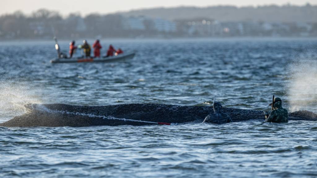 Helfer legen besprühen den Wal mit Wasser. Bagger arbeiten in der Nähe von einem gestrandeten Wal. Experten versuchen erneut, den vor Timmendorfer Strand festsitzenden Buckelwal freizubekommen. (zu dpa: «Befreiter Buckelwal auf Kurs aus Lübecker Bucht») Foto: Ulrich Perrey/dpa