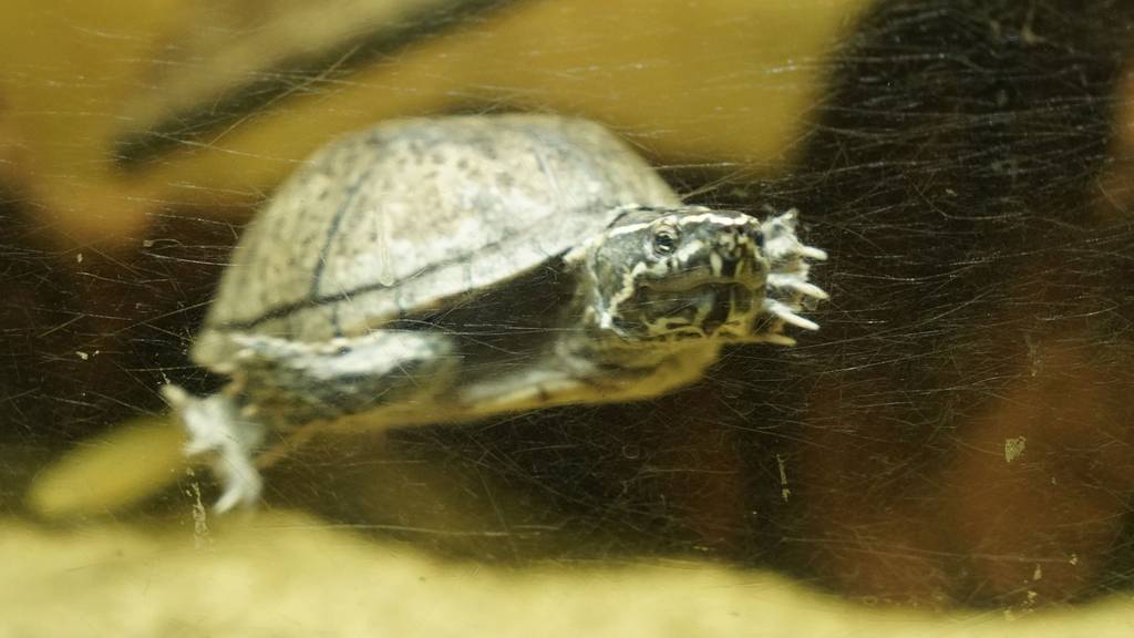 Moschusschildkröte / Wasserschildkröte