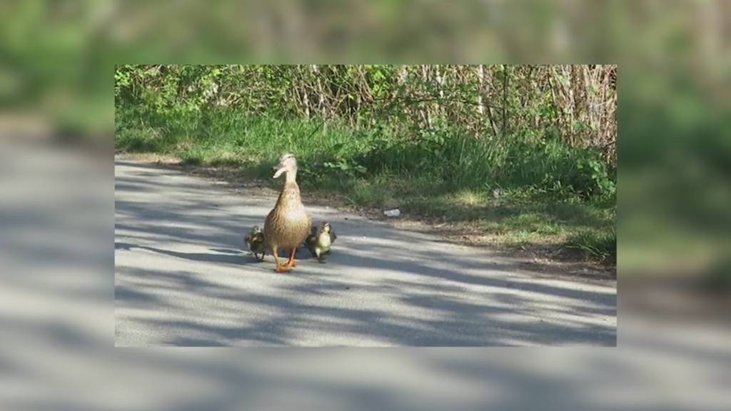 Immer wieder heben Passanten Entenküken hoch - Experten warnen