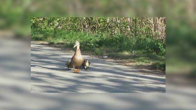Immer wieder heben Passanten Entenküken hoch - Experten warnen