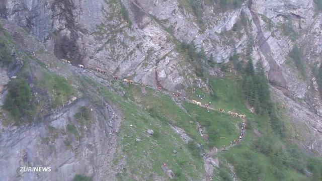 Eindrücklicher Alpaufzug auf die Engstligenalp