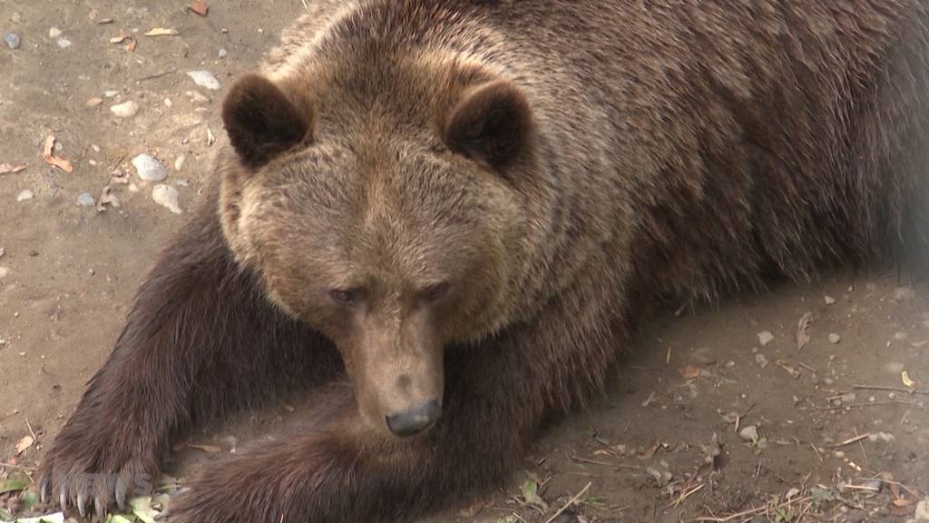 Geplanter Bärenpark sorgt für Kopfschütteln