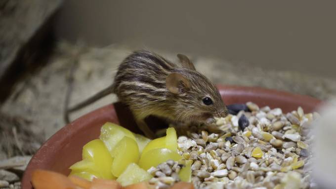 Nachwuchs im Walter Zoo