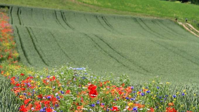 Blühende Streifen neben dem Feld reduzieren Schädlingsbefall