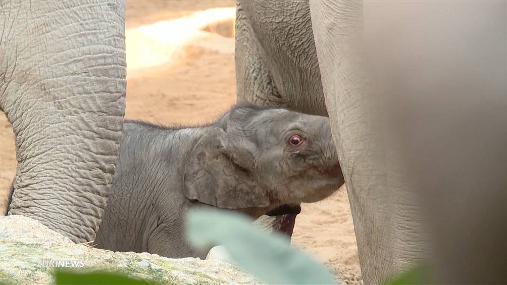 Elefantenbaby stirbt im Zoo Zürich kurz nach Geburt