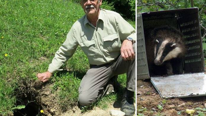 Gartenbesitzer Sind Grimmig Wettinger Locken Dachse In Die