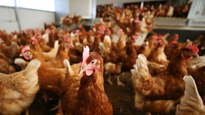 Anwohner wehren sich gegen geplanten Hühnermaststall