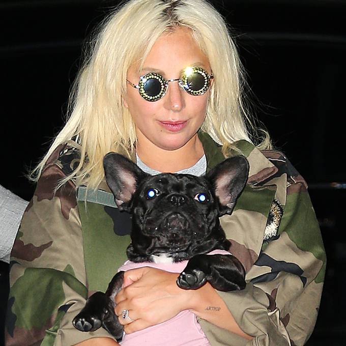 Nach Hundedrama: Lady Gagas Bulldoggen sind zurück