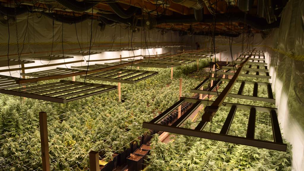 Über 3000 Hanfpflanzen: Luzerner Polizei räumt illegale Indooranlage 