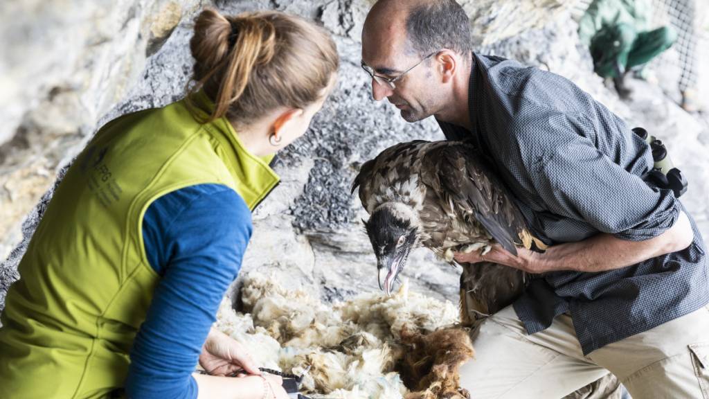 Ein Bartgeier wird am Huetstock nahe bei Melchsee-Frutt ausgewildert. (Archivbild)