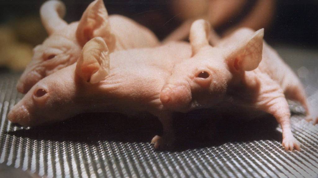 Ein St.Galler Verein möchte Tierversuche schweizweit verbieten.