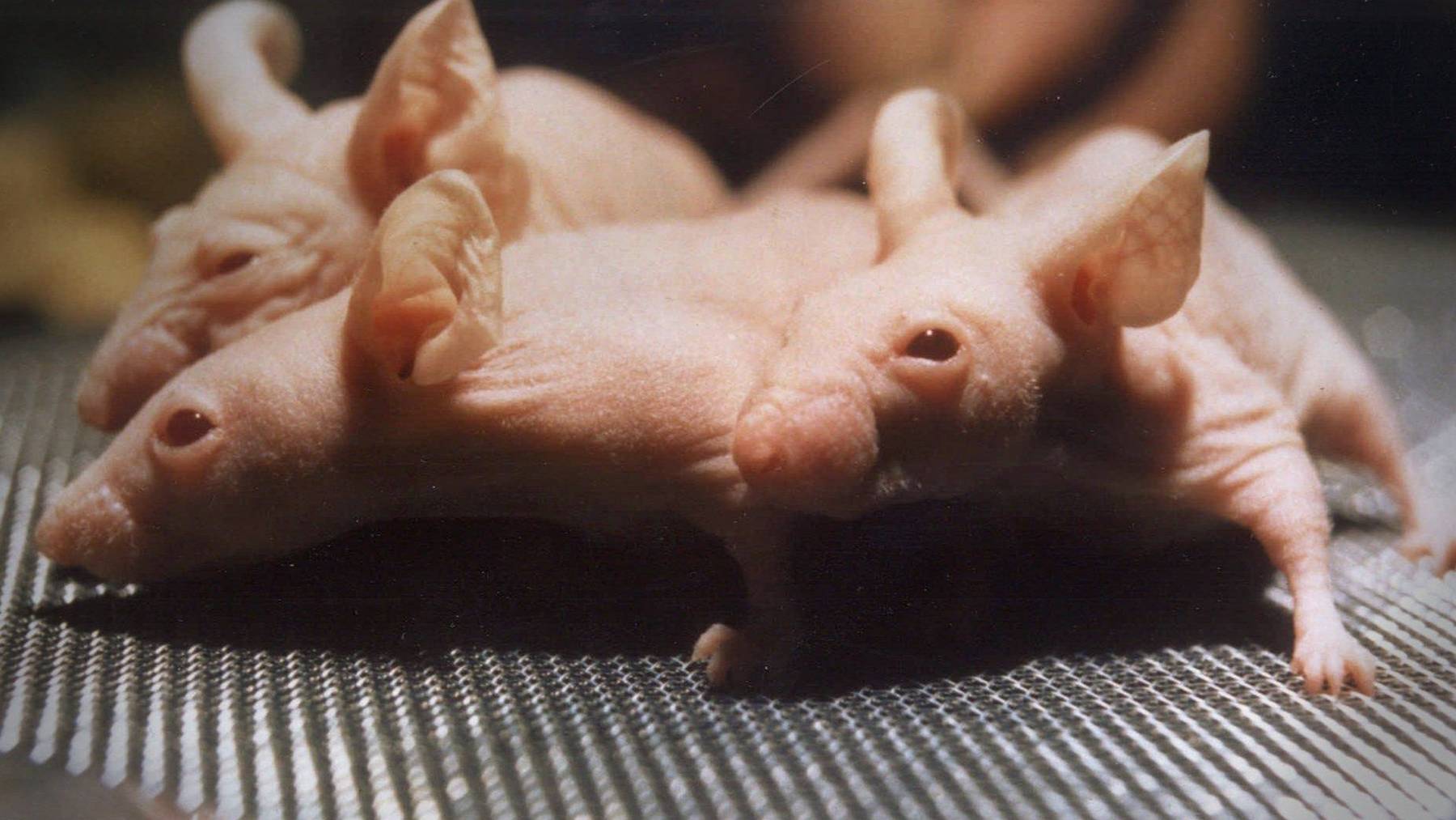 Ein St.Galler Verein möchte Tierversuche schweizweit verbieten.