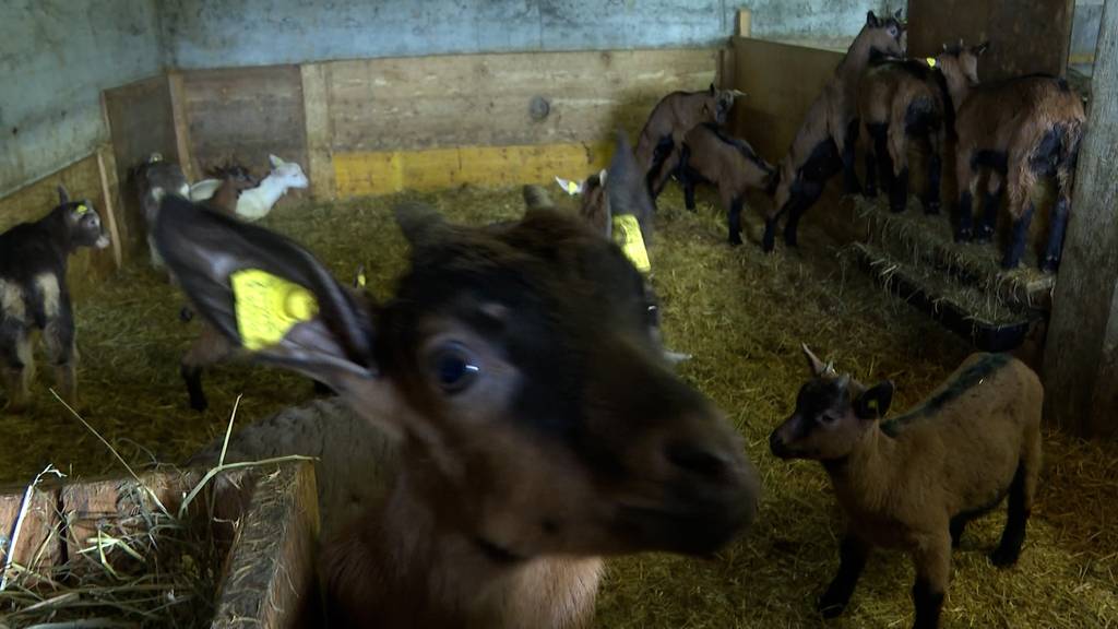 26 junge Ziegen aus Stall in Ranflüh gestohlen