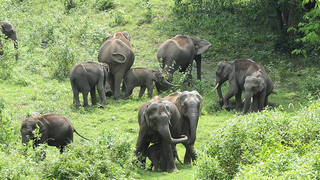 ARCHIV - Eine Herde wilder Elefanten grast im südindischen Bundesstaat Kerala. Foto: Anup K. Venu/AP/dpa