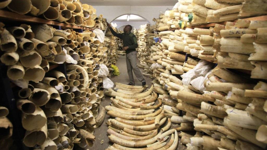Staatliches Lager für beschlagnahmtes Elfenbein in Simbabwe: Nach dem jüngsten Bericht der Weltnaturschutzunion IUCN ist die Zahl der Elefanten in Afrika seit 2006 um ein Fünftel gesunken.