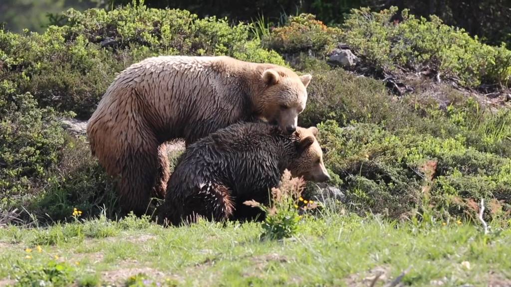 Napa und Amelia schmusen erstmals