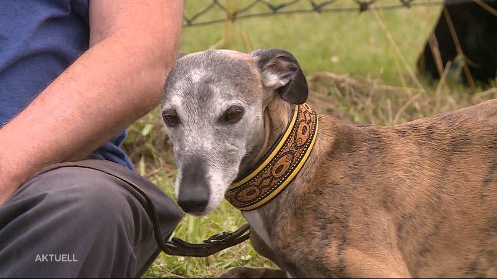 Windhundrennen: In Kleindöttingen messen sich die besten Windhunde