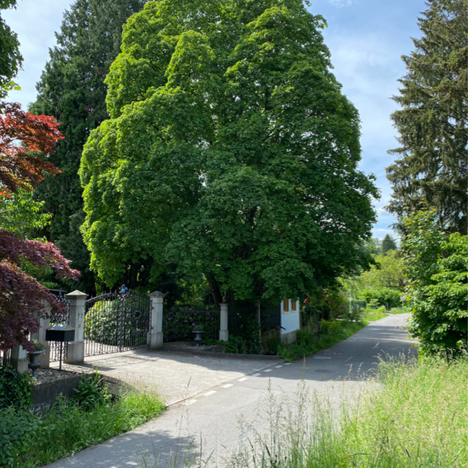 Suhr sucht den schönsten Baum – diese 12 Pflanzen stehen zur Auswahl 