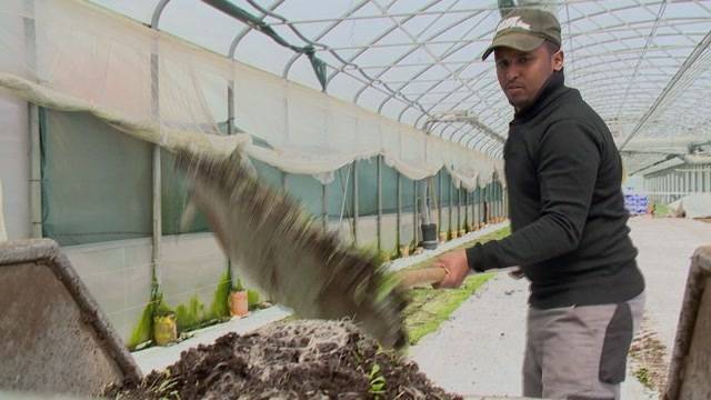 Flüchtlinge auf Bauernhof