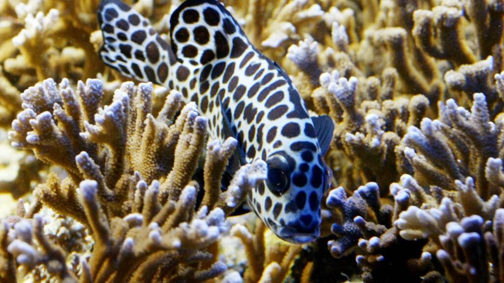 Forscher entdecken in der Tiefsee eine bislang unbekannte Steinkorallenart. (Symbolbild)