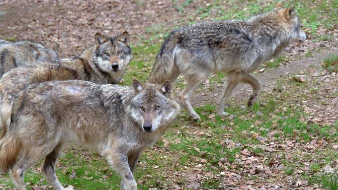 «Es ist nur eine Frage der Zeit, bis man im Gebiet ein Wolfsrudel hat»