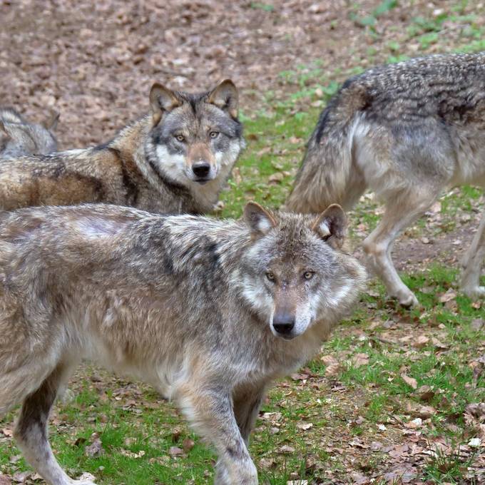 «Es ist nur eine Frage der Zeit, bis man im Gebiet ein Wolfsrudel hat»