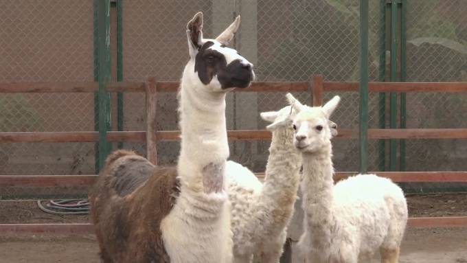 Lamas geben Hoffnung zur Bekämpfung des Coronavirus