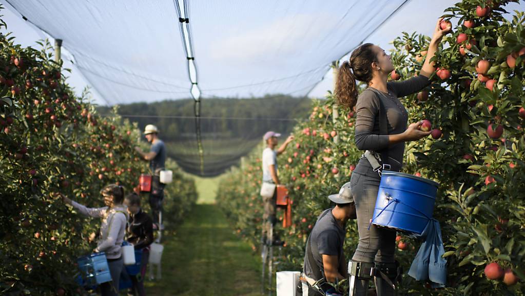 Einsatz bei der Apfelernte: Für Angestellte in der Landwirtschaft soll es im Kanton Luzern einen neuen Normalarbeitsvertrag geben. (Symbolbild)