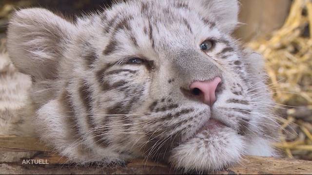 Weisse Tigerbaby-WG im Sikypark