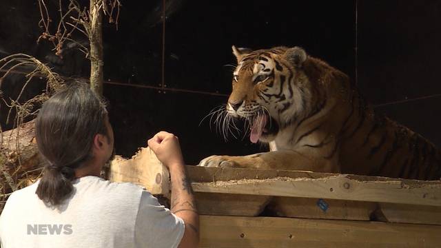 Raubtierzüglete: Wie geht es den Tieren im neuen Park?